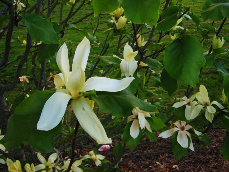 small flowering plant native to South America.